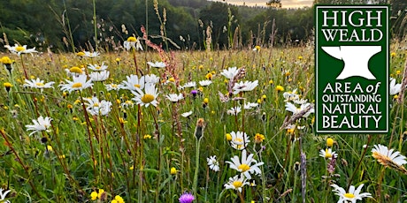 Meadow Creation and Maintenance in the High Weald - Grazing primary image