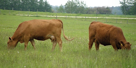 Advanced Fencing for Precision Grazing  primary image