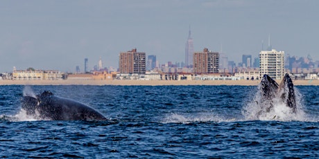 New York Premiere of Ocean Frontiers III & Panel Discussion primary image