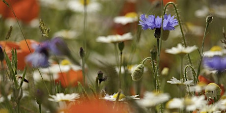 Wildflower Seed Bomb Making - 30 July 2022 tickets