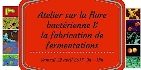 Atelier sur la flore bactérienne & la fabrication de fermentations primary image
