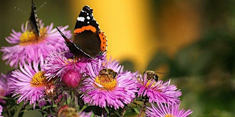 Climate Change For Kids: Butterflies Count tickets
