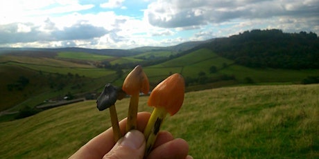 Mushroom Forage - Gin, waxcaps and interesting things at Castleton, Peaks
