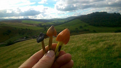 Pendle Moor Mushrooms, Waxcaps&Interesting Species