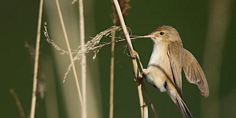 Specialist Tour - Spring migrants and resident birds at Walthamstow Wetlands with Pete Lambert, Sunday 28th May primary image