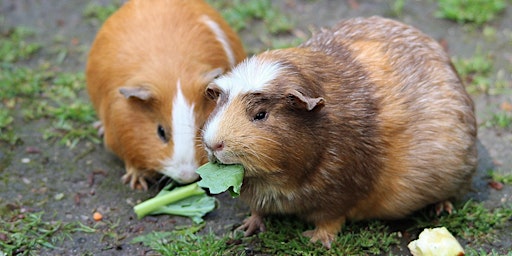 Toddler Time: Guinea Pigs