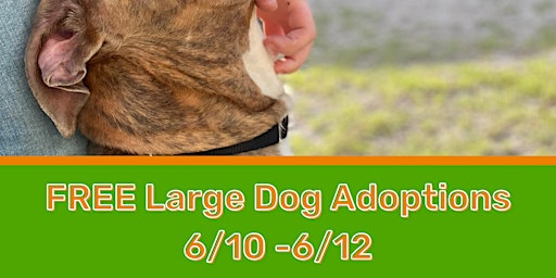 Free Large Dog Adoptions