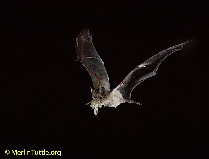 Merlin Tuttle Day: Private Sunset Bat Watching Cruise with Batman himself! image