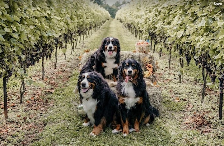 Top Dog Wine and Wages Festival image