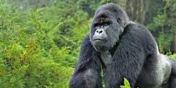 Imagem principal de UGANDA – 9 Days Murchison Falls, Big 5, Chimps & Gorillas Trekking