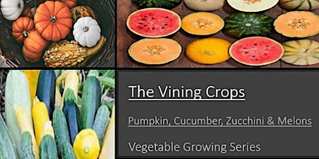 The Vining Crops - Pumpkin, Cucumber, Zucchini & Melons