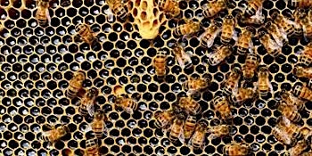 Practical Guide to Beekeeping