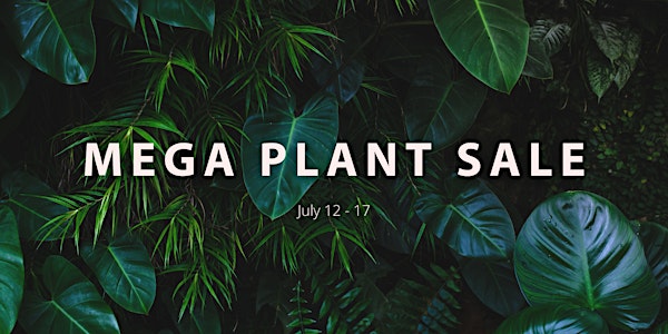 Jungle Collective - Australia’s Biggest Online Indoor Plant Sale!