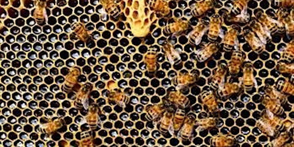 Practical Guide to Beekeeping (Part of National Heritage Week 2022)