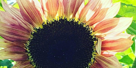 Sunflowers - Sunday 11th September @ 3pm