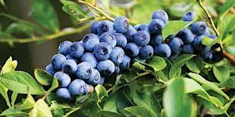 Family Blueberry Picking