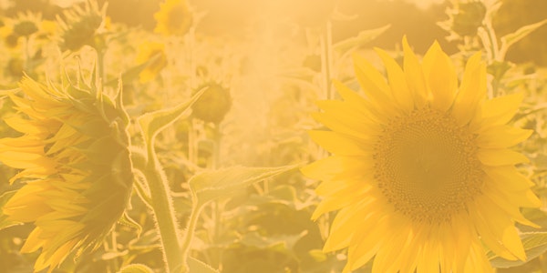 Aloun Farms Sunflower Photo Sessions