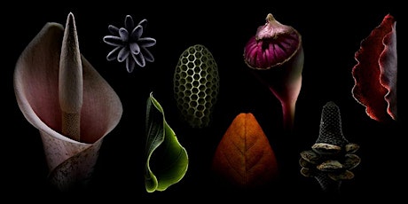 Botanical photography and video workshop with Man & Wah tickets