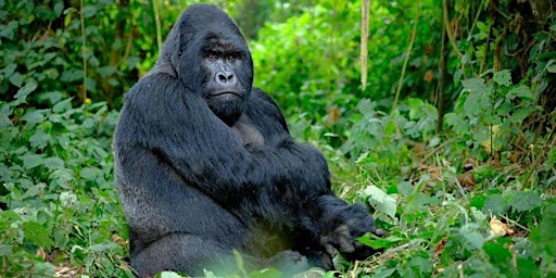4-Days Gorillas and Chimpanzees Trekking Safari in Uganda davsafaris.com