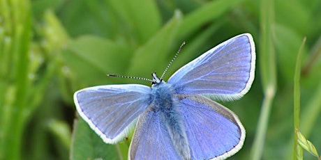 Big Butterfly Count at Heysham Nature Reserve