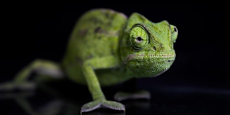 Hauptbild für Léon le caméléon