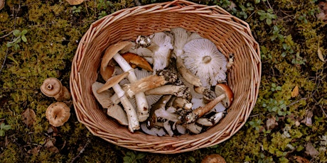 Hauptbild für Découverte des champignons