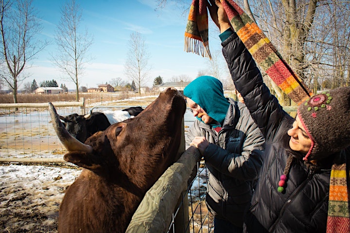 Cow Cuddling, Milking, Riding, Dining & More: A Bovine Therapy image