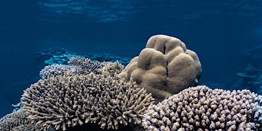 Gender Equity in Coral Reef Conservation | UNOC Side Event