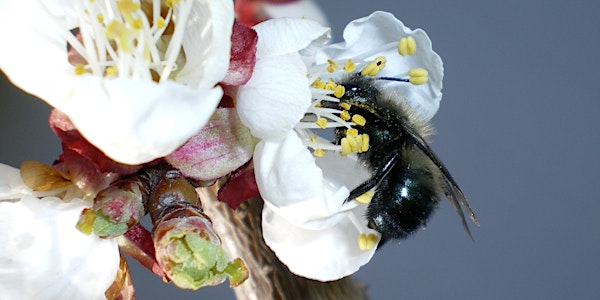 Bee ID Workshop & Introduction to Pollinator Citizen Science App
