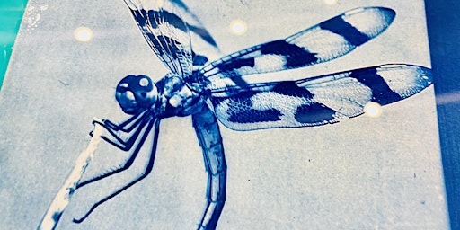 Collecting and Connecting with Cyanotype