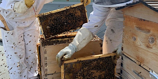 Urban Beekeeping Certification