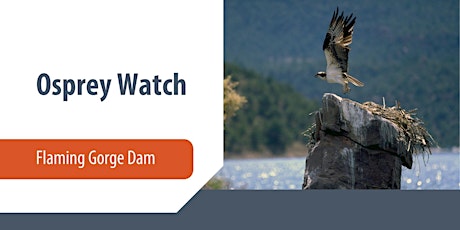 Osprey Watch at Flaming Gorge Dam