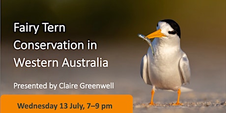 Fairy Tern Conservation in Western Australia primary image