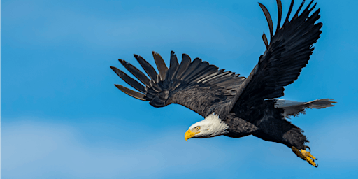 Soar Like An Eagle with these Success Principles