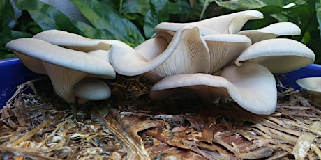 Tropical Mushroom Cultivation in Hawaiʻi Online Course tickets
