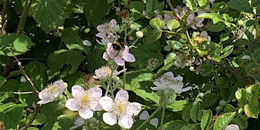 Bumblebee Training Day!