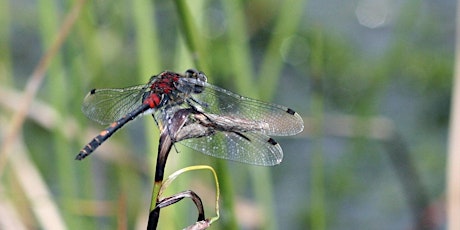 Dragonflies, damselflies and pond dipping at Monadh Mòr tickets