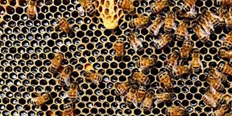Practical Guide to Beekeeping tickets