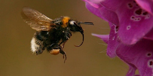 Bee Talk and Walk at Branston Scout Hut and Branston Leas Nature Reserve