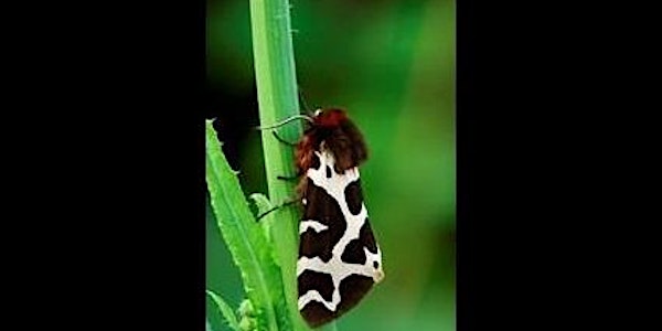 Butterflies and Moths (National Heritage Week)