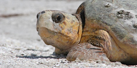 Savvy Sea Turtles