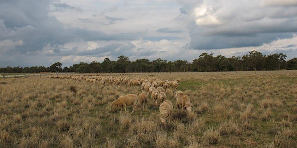 Autumn field day on a Victorian Volcanic Plain farm