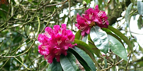 Rhododendron Walk on Bidston Hill primary image