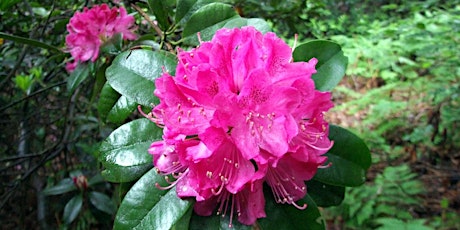 Rhododendron Walk on Bidston Hill primary image