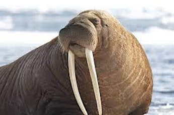 Mammals: Alaska Sealife Center