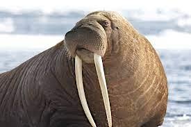 Hauptbild für Mammals: Alaska Sealife Center