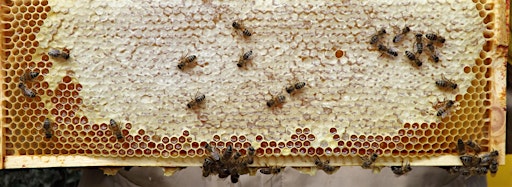 Bild für die Sammlung "Bees"