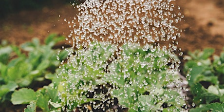 Atelier jardinage : irrigation et gestion de l'eau au potager billets