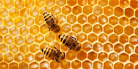 Honeybee Diseases and Their Impacts