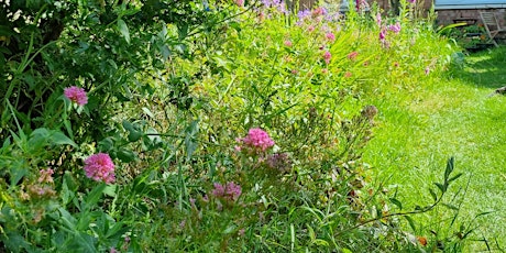 Open Garden at Mike's Burbage Garden